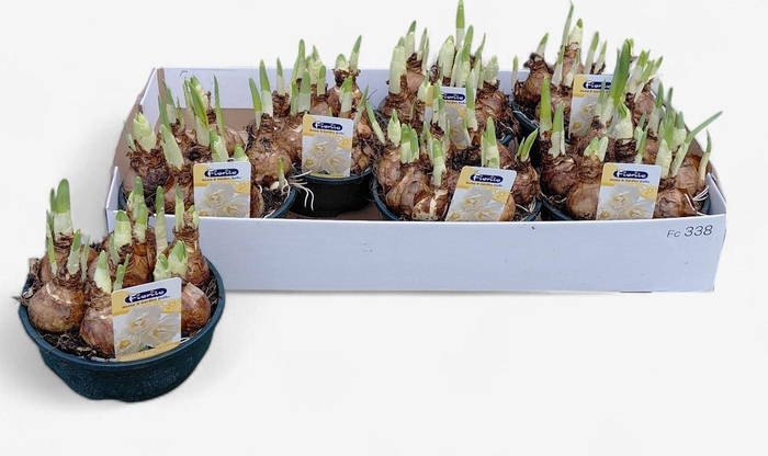 <h4>NARC D BRIDAL CROWN</h4>