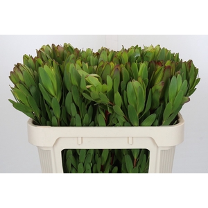 Leucadendron Goldstrike