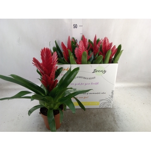 Vriesea  'Intenso Red'