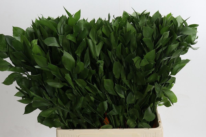 <h4>RUSCUS HYPOPHYLLUM</h4>