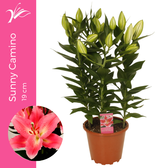 <h4>Lilium Sunny Camino 19 cm (or. lelie)</h4>