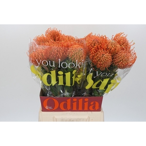 Nutans Ayoba Mandarin Zest