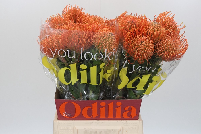 Nutans Ayoba Mandarin Zest