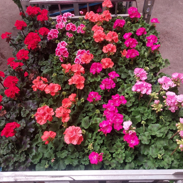 <h4>PEL ZON MIXK stock</h4>