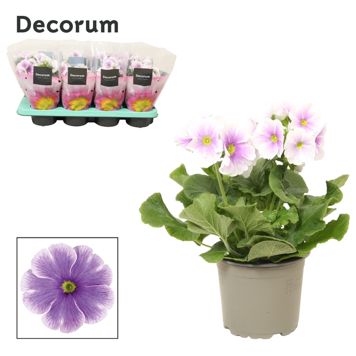 <h4>Primula 'Touch Me' Blue-White | Decorum</h4>