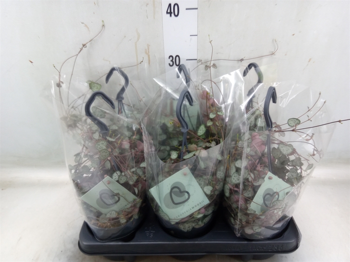 <h4>Ceropegia woodii ssp. woodii</h4>