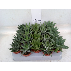 Aloe   ...mix