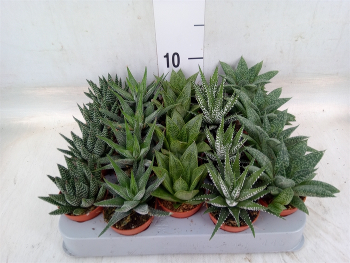 <h4>Aloe   ...mix</h4>