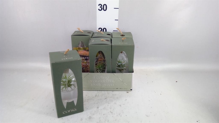 <h4>Arr.  Tillandsia L%</h4>