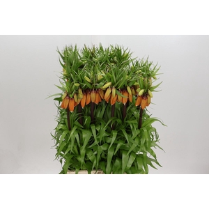 Fritillaria Imperialis Orange Sweet
