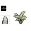 Aglaonema Silver Blue