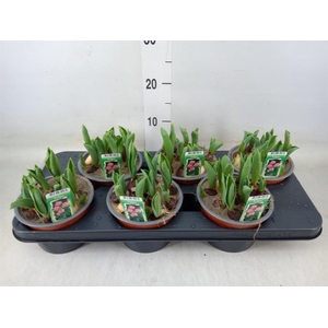 Tulipa DU   ...