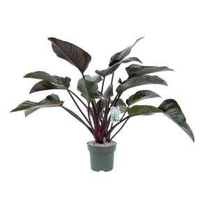 Philodendron Red Beauty