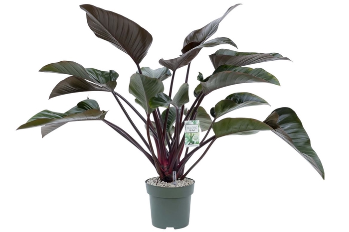 <h4>Philodendron Red Beauty</h4>