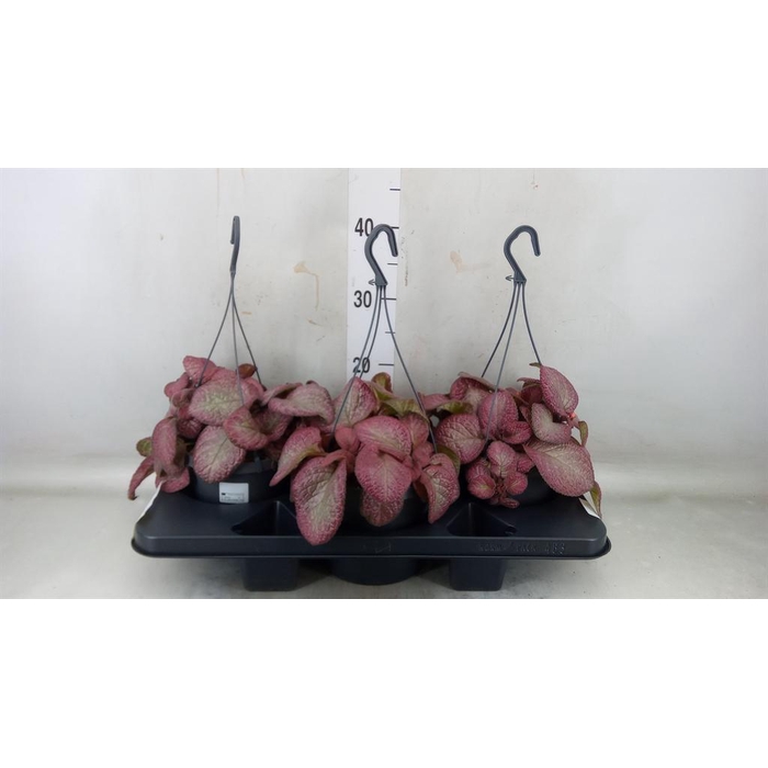 <h4>Episcia ...</h4>