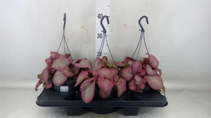 Episcia   ...