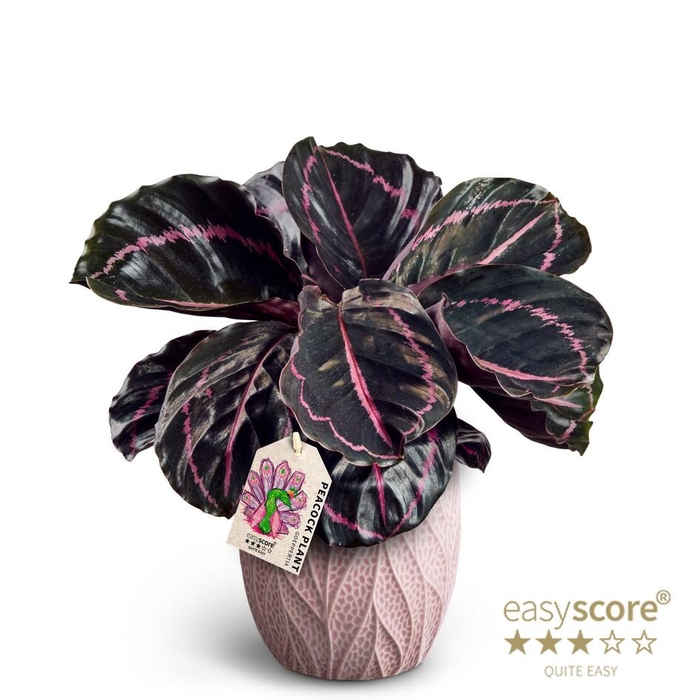 <h4>CALATHEA ROSEOPICTA P12 LEAF ROZE</h4>