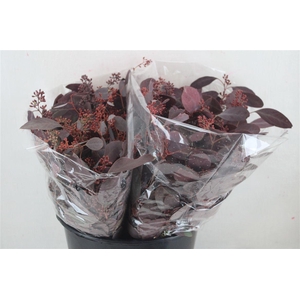 Euca Populus Berry Short Abs Red 150g Pbs