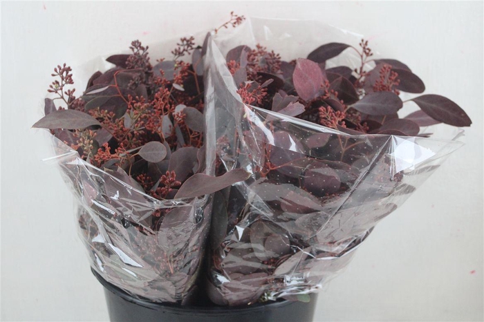 <h4>Euca Populus Berry Short Abs Red 150g Pbs</h4>