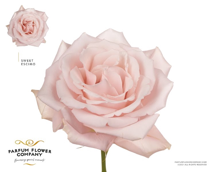 <h4>Rosa Premium Sweet Escimo</h4>