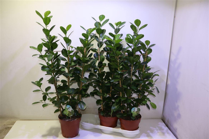 <h4>Fic Mi Moclame</h4>