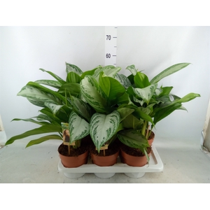 Aglaonema  'Silver Bay'