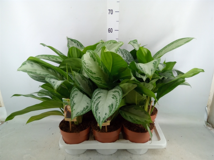 <h4>Aglaonema  'Silver Bay'</h4>