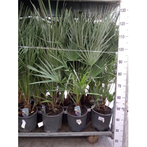 Chamaerops humilis