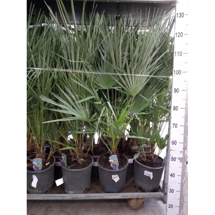 <h4>Chamaerops humilis</h4>