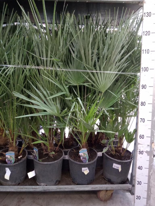 <h4>Chamaerops humilis</h4>