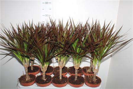 <h4>Dra Marg Magenta</h4>