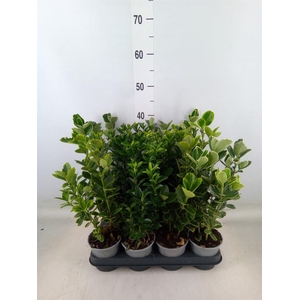 Euonymus japon.   ...mix