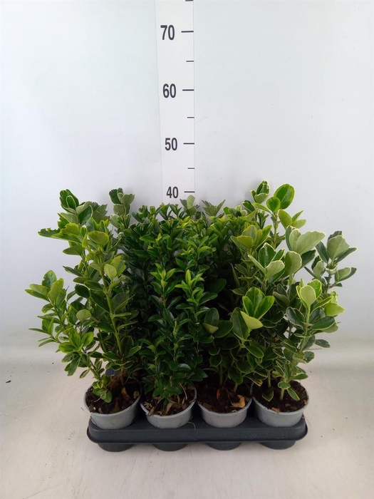 <h4>Euonymus japon.   ...mix</h4>