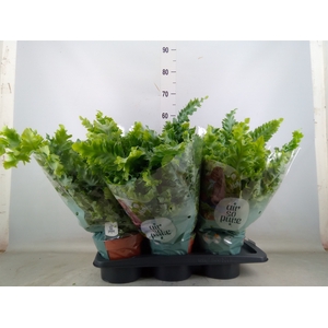 Phlebodium aureum 'Davana'
