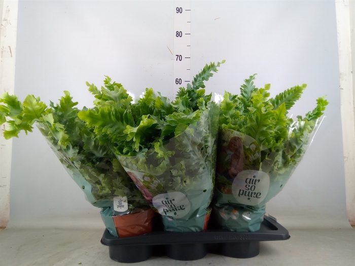 <h4>Phlebodium aureum 'Davana'</h4>