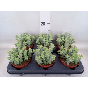 Crassula perforata