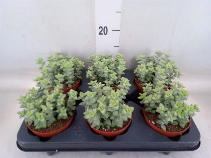 <h4>Crassula perforata</h4>