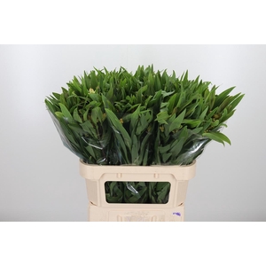 Alstroemeria Dancing Queen 85 Gram