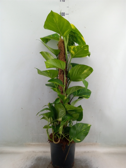<h4>Epipremnum pinn.   ...moss stick</h4>