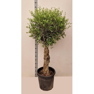 OLEA EUROPAEA