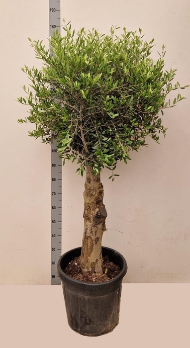 <h4>OLEA EUROPAEA</h4>