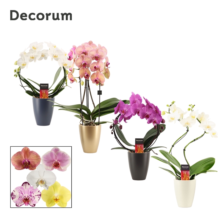 <h4>Phalaenopsis vormen mix 2 tak in Carly (Neo Architect-collect.)</h4>