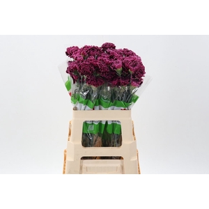 Dianthus ST 'Nobbio Burgundy'