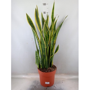 Sansevieria trifa. 'Laurentii'