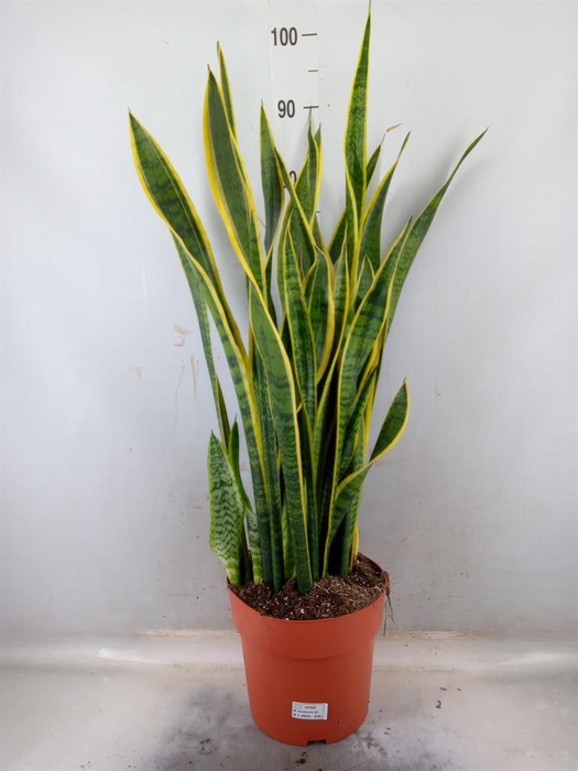 <h4>Sansevieria trifa. 'Laurentii'</h4>