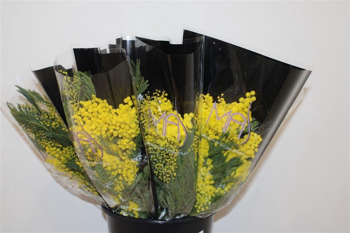 <h4>Mimosa Mirandole 150gr P Bunch</h4>