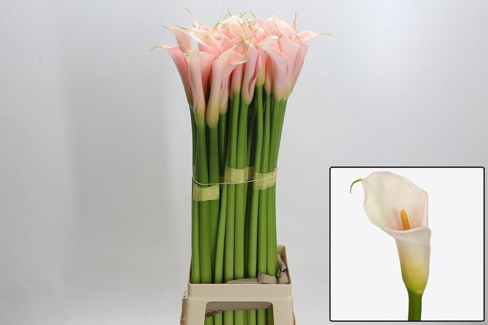 <h4>ZANT AE EYD SALMON</h4>