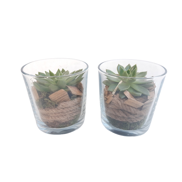 <h4>851 ECH Cil.glas Echeveria</h4>