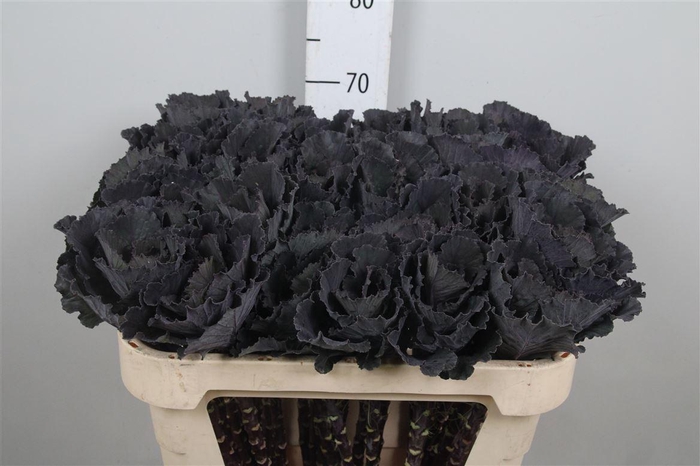 <h4>Brass Black Leaf</h4>