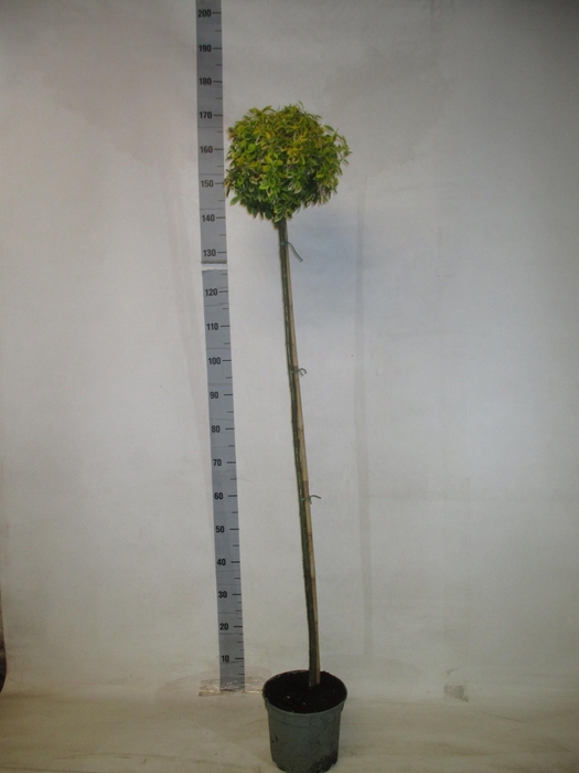 <h4>EUONYMUS FO EM GOLD</h4>